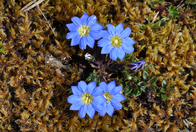 Gentiana sedifolia