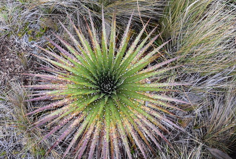 Puya hamata