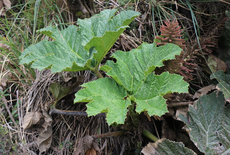 Gunnera colombiana