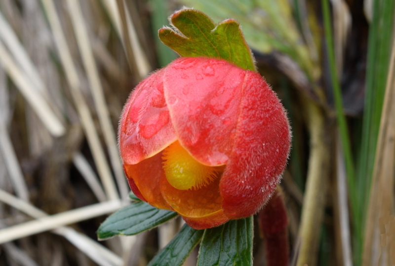 Ranunculus gusmannii