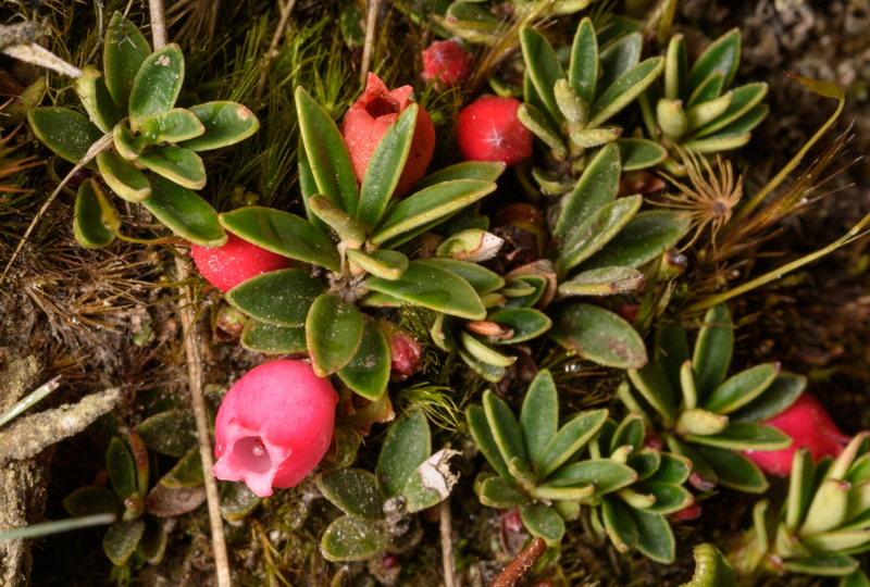 Disterigma empetrifolia