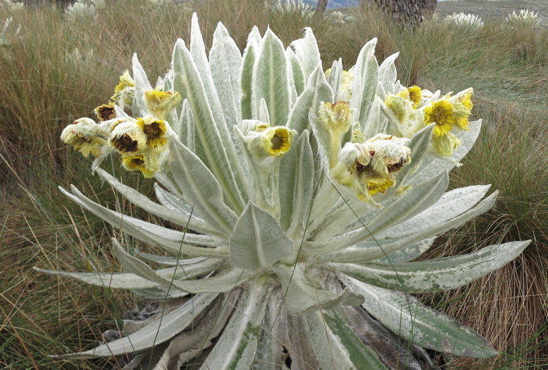 Espeletia pycnophylla